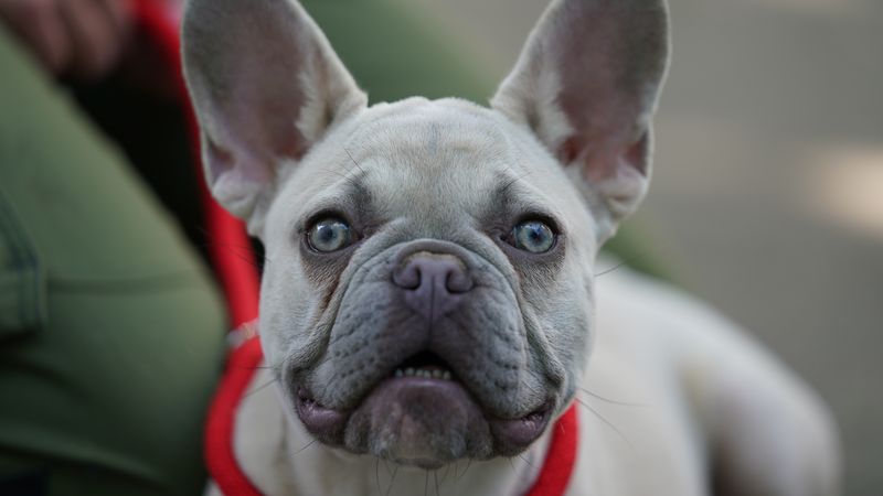 Bouledogue français