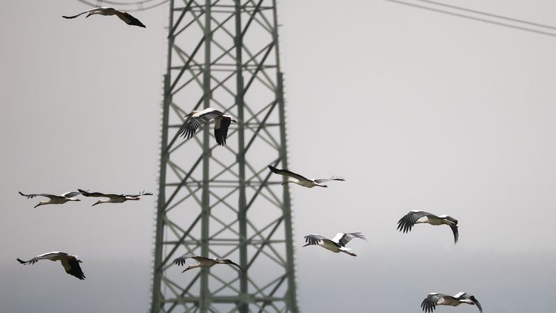 Weather in the southwest - Storks